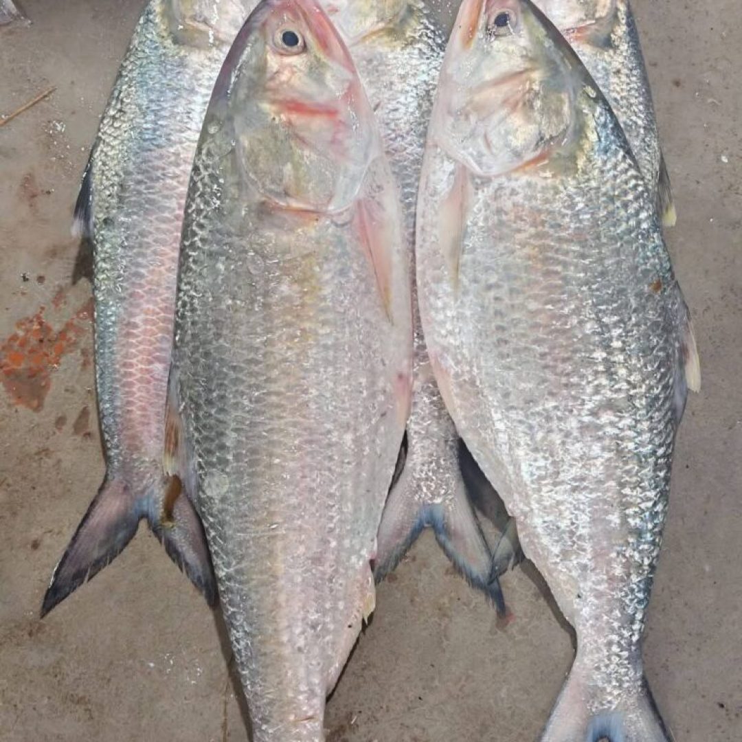5-768x1024-1.jpeg